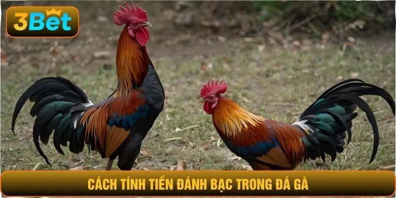 Cách tính tiền đánh bạc trong đá gà