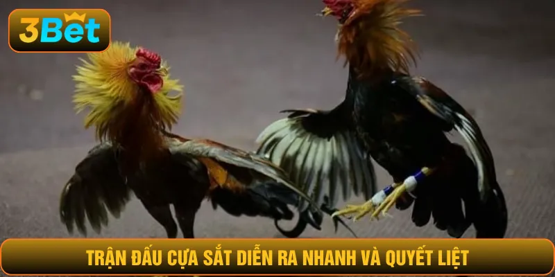 Trận đấu cựa sắt diễn ra nhanh và quyết liệt