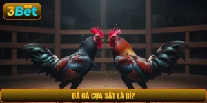 đá gà cựa sắt là gì