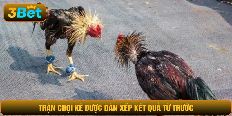 Trận chọi kê được dàn xếp kết quả từ trước