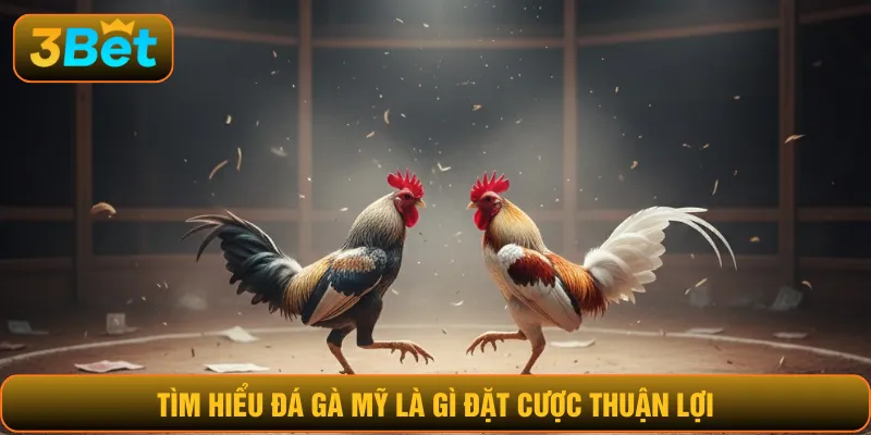 Tìm hiểu đá gà Mỹ là gì đặt cược thuận lợi