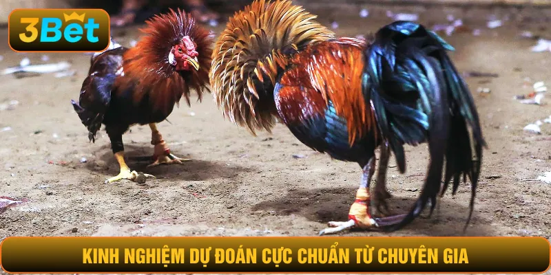 Kinh nghiệm dự đoán cực chuẩn từ chuyên gia
