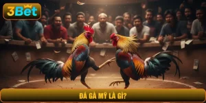 đá gà Mỹ là gì