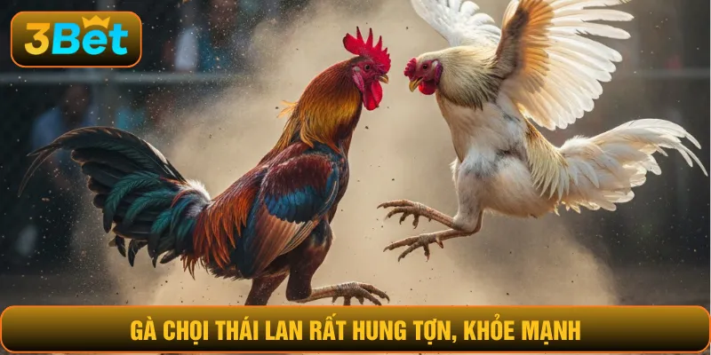 Gà chọi Thái Lan rất hung tợn, khỏe mạnh