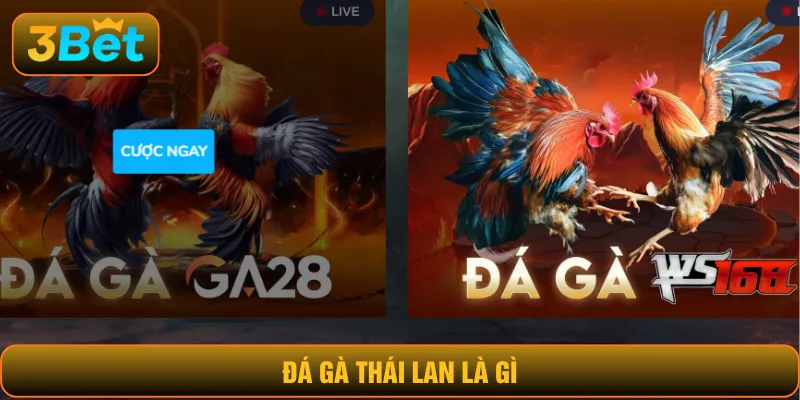 Đá gà Thái Lan là gì