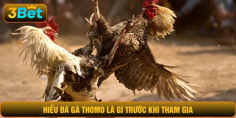 Hiểu đá gà Thomo là gì trước khi tham gia