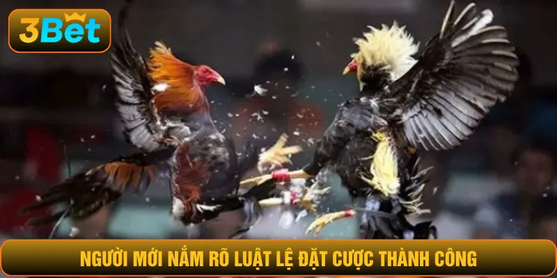 Người mới nắm rõ luật lệ đặt cược thành công