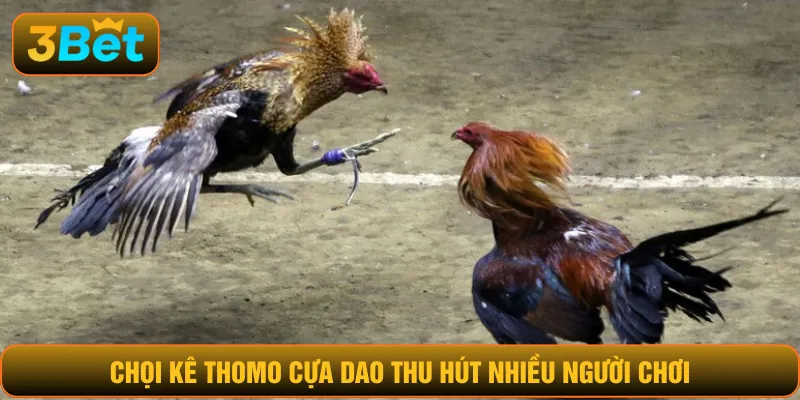 Chọi kê Thomo cựa dao thu hút nhiều người chơi
