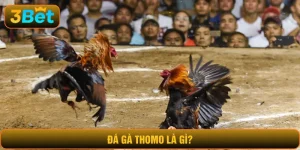 đá gà Thomo là gì