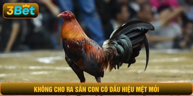 Không cho ra sân con có dấu hiệu mệt mỏi