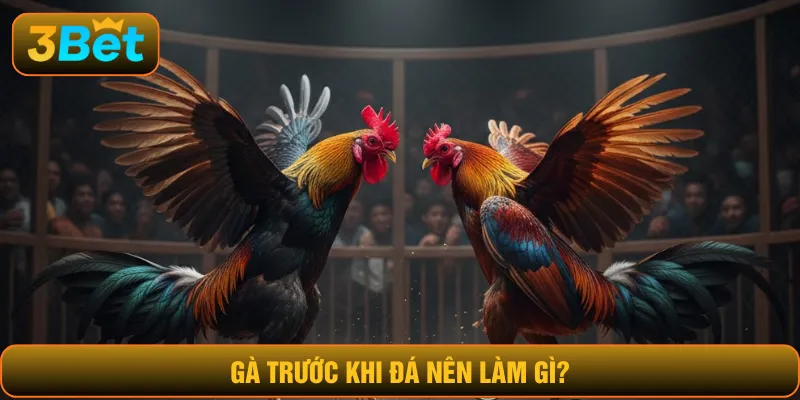 gà trước khi đá nên làm gì