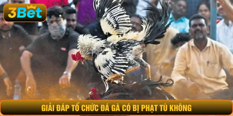 Giải đáp tổ chức đá gà có bị phạt tù không