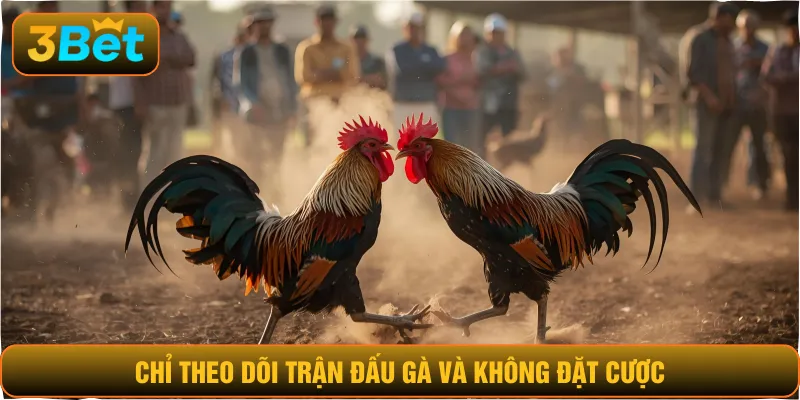 Chỉ theo dõi trận đấu gà và không đặt cược